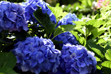 Hortensie mit schönen blauen Blüten