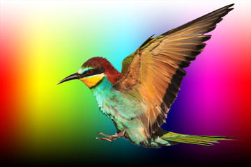 bird of paradise in flight is isolated on a palette of colors