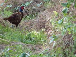 Faisan dans la plaine à Etretat