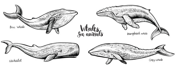 Whales vector hand drawn illustration.