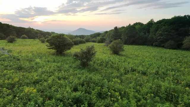 Drone Flight Towards Trees to Reveal Green Mountains