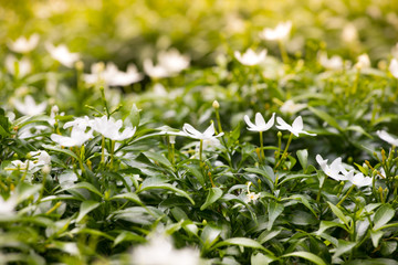 Little flowers on green trees wallpaper