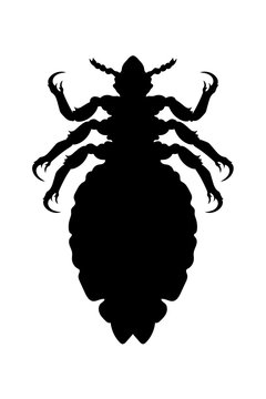 Laus, Kopflaus, Silhouette, 
Vektor Illustration Isoliert auf wei&szlig;em Hintergrund 