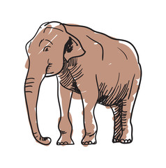Fototapeta na wymiar Indian elephant hand drawn icon isolated on white background vector illustration. Indian ethnic culture element.