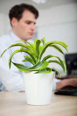 Office worker sitting at desk behind pot plant