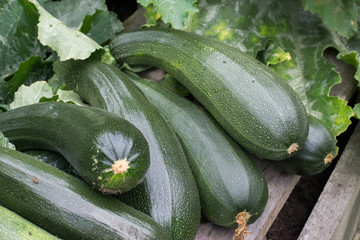Zucchini