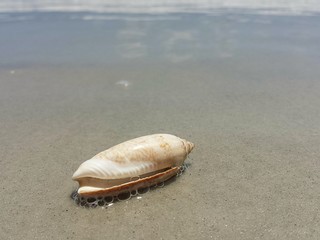 Beautiful seashell on sand background in Atlantic coast of North Florida 