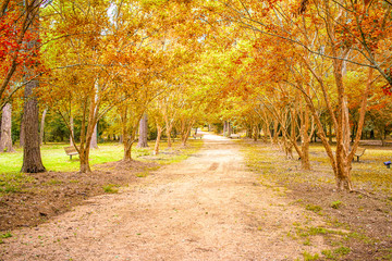 Fototapeta na wymiar A trail lined by tident maple trees