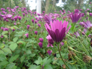 Obraz premium flower