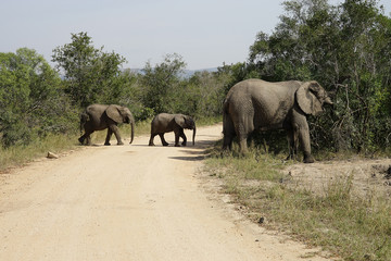 Afrikanische Elefanten Krüger Nationalpark