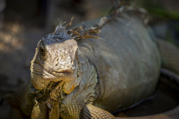 Image of a Iguana in the cage. Amphibians animals.