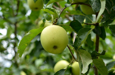 Perfect fresh Green apple closeup background wallpaper