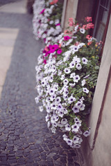 sidwalk flowers in görlitz