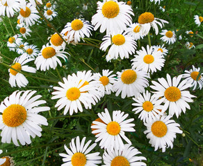 Chamomile in a field on a summer day. Сamomile, daisy