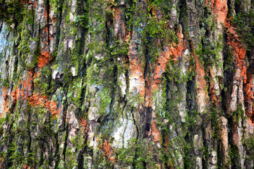 Fototapeta premium Green tree wooden background wallpaper