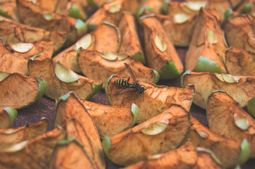 Yellow wasp on pieces of dried green apples
