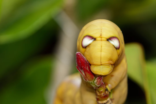 Image of Caterpillar Oleander Hawk-moth (Daphnis nerii) on nature background. Insect Animal