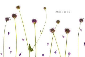 Pressed and dried flowers background