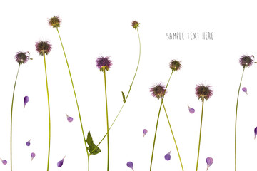 Pressed and dried flowers background