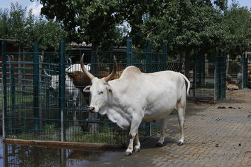 Streichelzoo, Esel, Lama, Huhn, Büffel, Stalltiere, Schwein, Bauernhof, Tierzucht, Tiergehege, Ziege, Tierpark