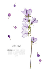 Pressed and dried flowers background