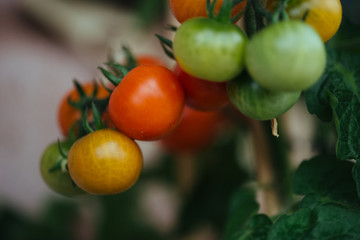 Cherry tomatoes
