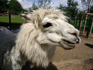 Fototapeta premium Streichelzoo, Esel, Lama, Huhn, Büffel, Stalltiere, Schwein, Bauernhof, Tierzucht, Tiergehege, Ziege, Tierpark