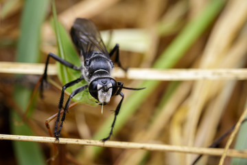 Image of Great Black Wasp (Sphex pensylvanicus) going to eat grasshopper. Insect Animal