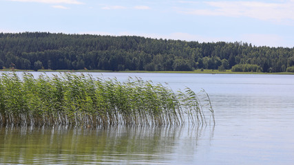 Serene Summer Seascape with Reed 