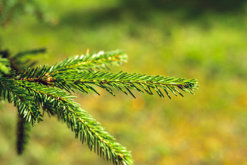 Branch of spruce