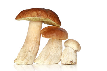 Boletus mushrooms on white background