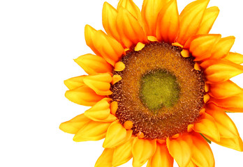 Sunflower on white background