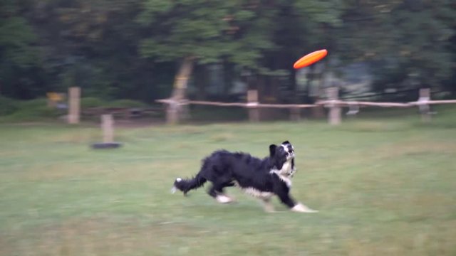 A border collie with black white fur runs along the lawn and in a jump catches an orange frisbee, slow motion
