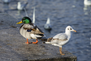 Duck and the gull.