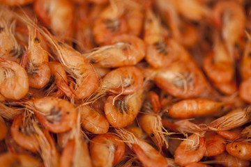 Shrimps background texture