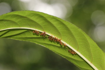 ant