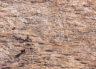 Bear family in the Hills