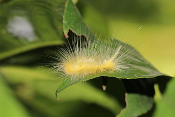 caterpillar  