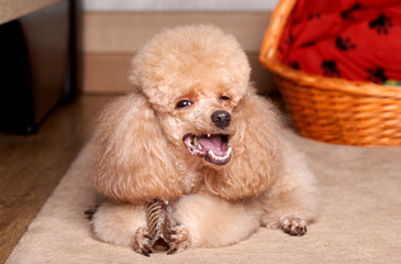 Miniature Apricot Poodle eat dry bone