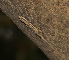 Obraz premium lizard 