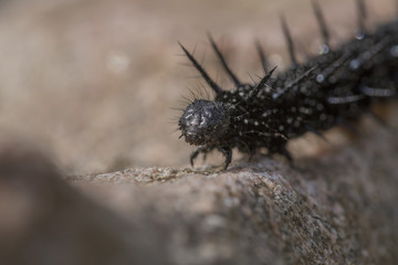 peacock caterpillar