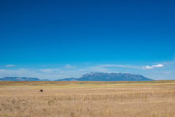 Fototapeta na wymiar Bison im Antelope Island, Great Salt Lake, Utah