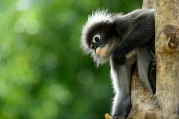 Obraz premium Leaf monkey looking for something