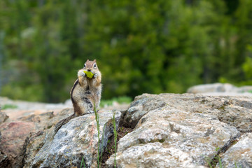 Chipmunk im Grand Teton National Park, Wyoming