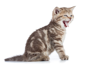 Yawning kitten cat isolated