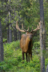 Wapiti auf Campground im Grand Teton National Park, Wyoming