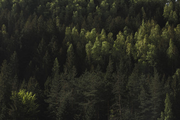 Background of pine forest in the mountains