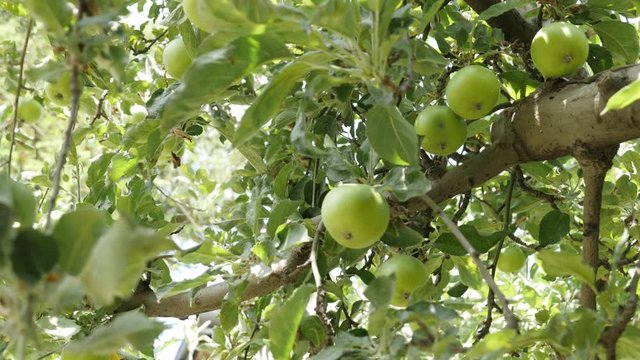 Organic green Malus pumila fruit 4K 2160p 30fps UltraHD footage - Young green apples on tree branches 3840X2160 UHD video 