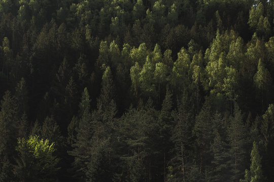 Fototapeta Background of pine forest in the mountains