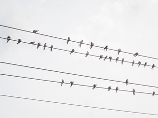 swallows on a power wire